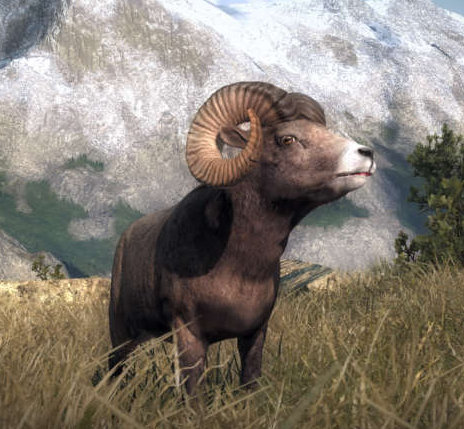 Bighorn Sheep