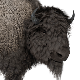 Bison