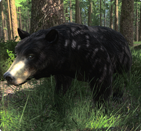 Black Bear