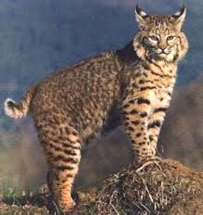 Bobcat