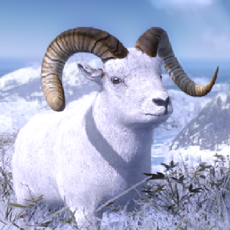 Dall Sheep