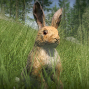 European Rabbit