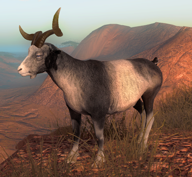 Feral Goat