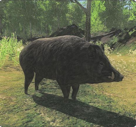 Feral Hog