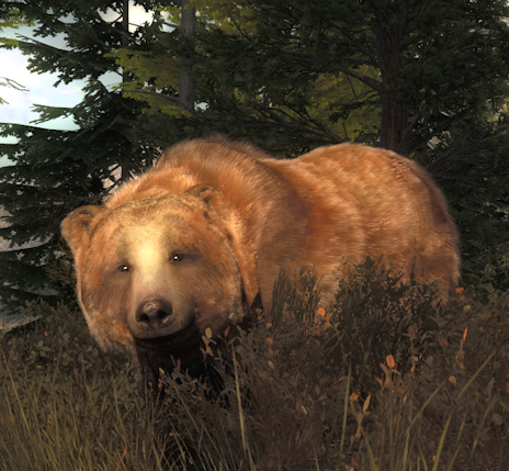 Grizzly Bear