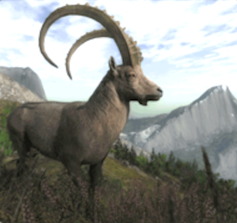 Alpine Ibex