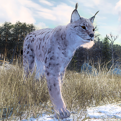 Eurasian Lynx