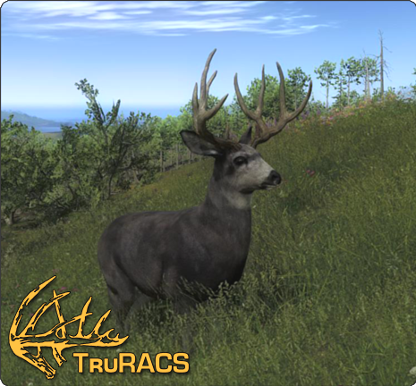 Mule Deer