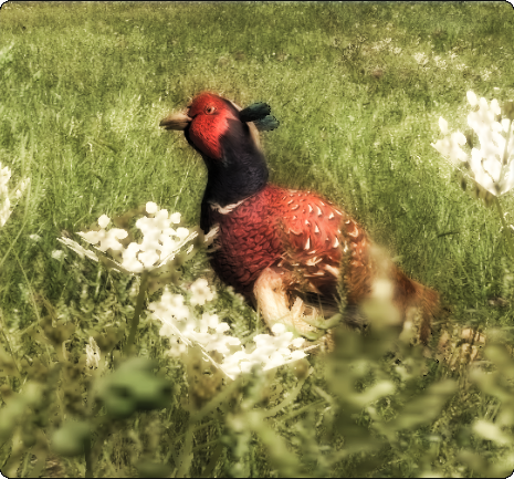 Pheasant