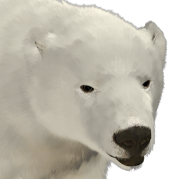 Polar Bear