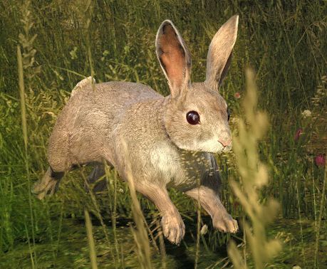 Cottontail Rabbit