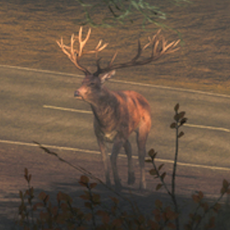 Red Deer