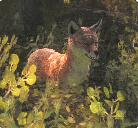 Red Fox