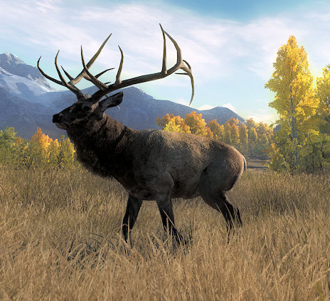 Rocky Mountain Elk