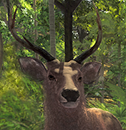 Sambar Deer