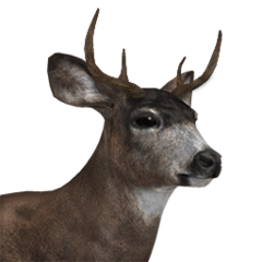 Sitka Deer