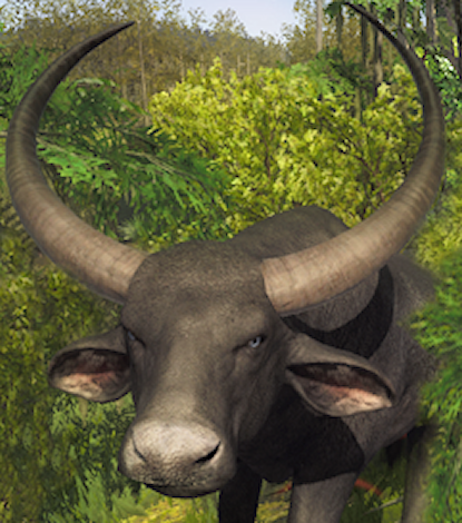 Water Buffalo