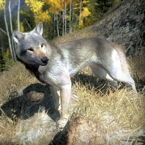 Grey Wolf