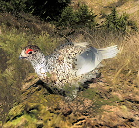 White-tailed Ptarmigan